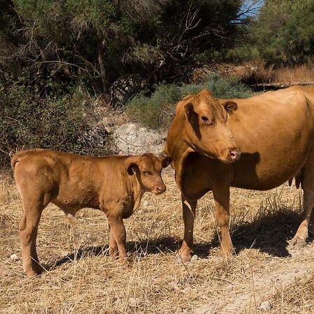 Agroturismo Can Feliu Porreres Bagian luar foto