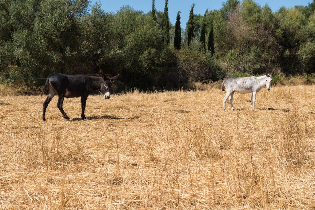 Agroturismo Can Feliu Porreres Bagian luar foto