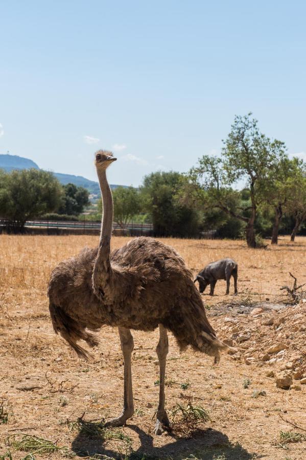 Agroturismo Can Feliu Porreres Bagian luar foto