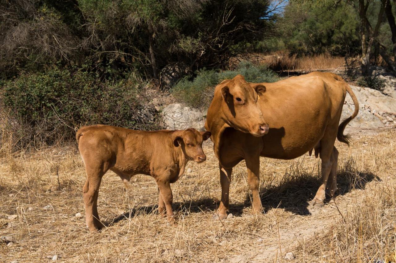 Agroturismo Can Feliu Porreres Bagian luar foto